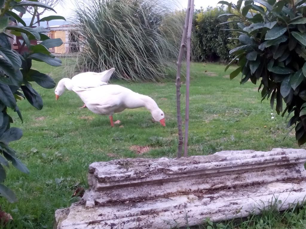 La Vecchia Stalla B&B Narni Exteriör bild